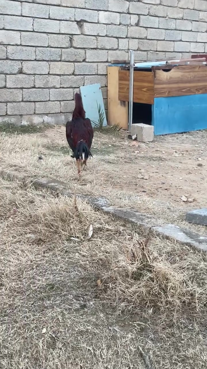 اوشامو الماني البيع بيجي خاص


**إذا كنت صاحب هذا الإعلان وتريد حذفه لأي سبب، رجاءا أرسل رسالة إلى الدعم الفني**