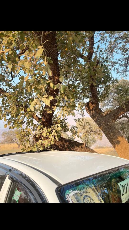 بۆ فرۆشتن TOYOTA HILUX 2015 کەناسرەوە بە مەرزیە سەید نەهرۆ بتڵە سەیارەکە هەموو گیانی بەشەرتە مەکینەی نەژراوەتەوە بەشەرتە سعری داوای 253 گڵاو مەعامەلە ئەکەمبۆ زانیاری کاملی سەیارەکە چات بکە یان تەلەفوم بۆ ئەو ڕەقەمە بکە ***********♥️ أربيل, العراق
