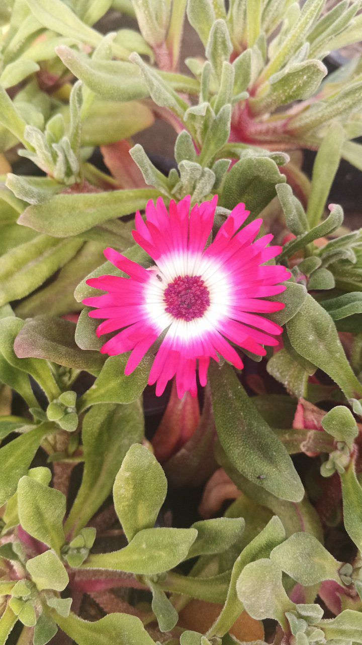 ورد الناز الوان حلوه 
يوجد توصيل نجف وكوفه ***********
