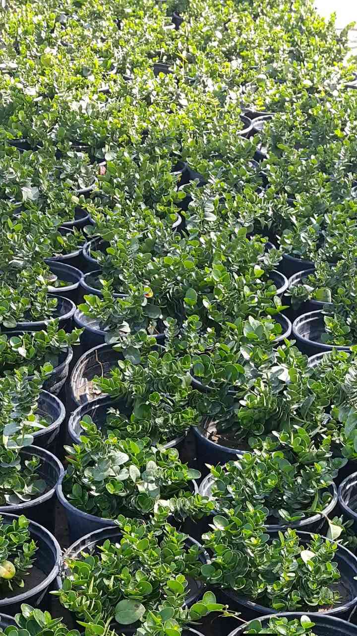 نباتات شمسية الأسعار اسفل صور
الحجز. والاستفسار مراسلة ع الخاص 
يتوفر توصيل 🛺🛺🛺


**إذا كنت صاحب هذا الإعلان وتريد حذفه لأي سبب، رجاءا أرسل رسالة إلى الدعم الفني**