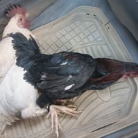 ديوكه عرب • زوج • نصاحه