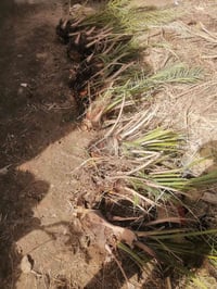 فسائل • شتلات • نباتات