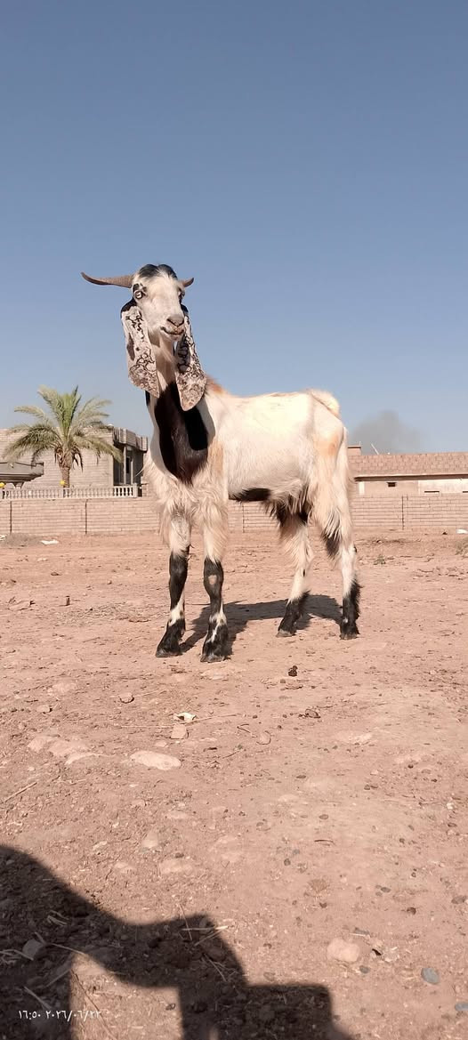 السلام عليكم جدي افغاني للبيع فحل شرط الفحوليه درجه اولئ السعر 350المكان الشرقاط قريه شكراً الشراي يتصل عل رقم 
‏‪***********‬‏
‏‪***********‬‏
