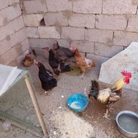 ٥ دجاجات • ديج عرب • بيضات