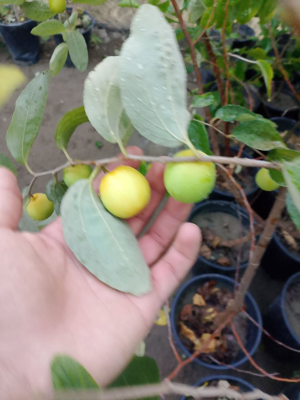 (بسم الله)
مشتل الأنوار 🌻🌷🌻 
توفر تفاحي (بصراوي)
العنوان صويره شارع العام مجاور مجمع أبو زهراء للسيراميك 🌷🌻🌷


**إذا كنت صاحب هذا الإعلان وتريد حذفه لأي سبب، رجاءا أرسل رسالة إلى الدعم الفني**