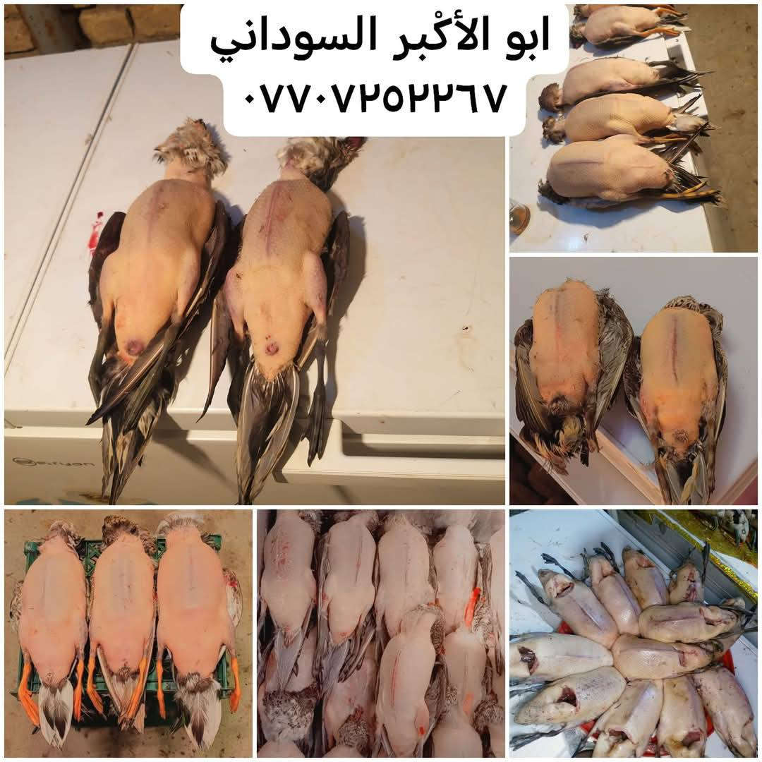 سلام عليكم ***********
رجعت البراري من جديد في سنه جديد مثل ما عودناكم نضافة مصداقيه نبيع طيور مال دوشه ذمتنه لارمي ولاسم لا قضايه غير شرعيه وصلت وجبه جديد طيور حره 

حذاف زوج ١٥

خضيري 

هربان 

بربش  

فقط الاسعار طيور مختلفه لو خاص لو اتصال *********** ليس لدينا فرع اخر ولا محل اخر فقط محلي داخل البيت 

العنوان ميسان العماره الماجديه قرب تمثال تسواهن توجد خدمه تواصيل @إشارة
