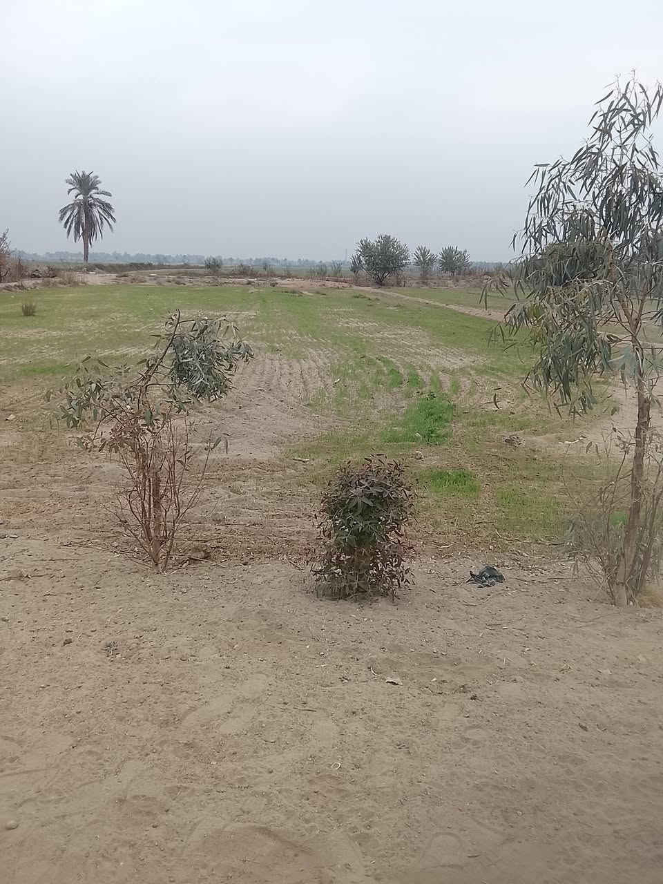 ارض زراعيه للبيع مساحه ١٠ تبعد عن الشارع العام حله ديوانيه ٤كليو منطقه الجذع تتوفر فيها جميع الخدمات للاتصال أو الاستفسار ***********
