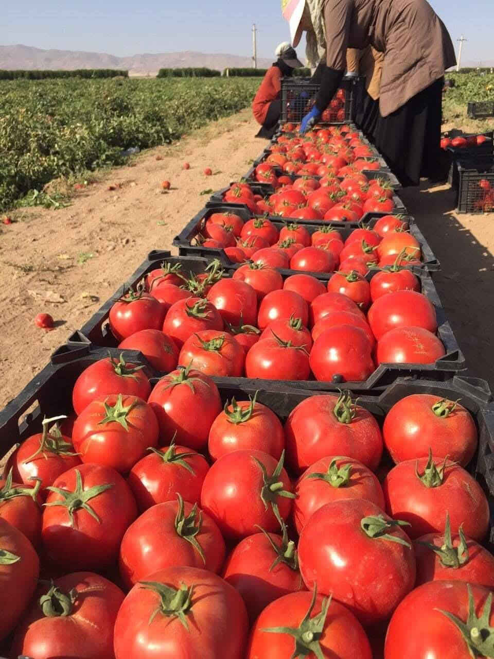 ع بركه الله تم وصول  طماطه الياقوت مقاوم ومبكر يمتاز بالخشونه 
والتبكير   المغلف يحتوي ٢٥٠٠ بذره    

متوفر في مكتبنا مكتب حيدر الصالحي للتجهيزات الزراعيه
العنوان النجف الاشرف الحيدريه شارع العلوه قرب معمل أكرم للصناديق ***********
