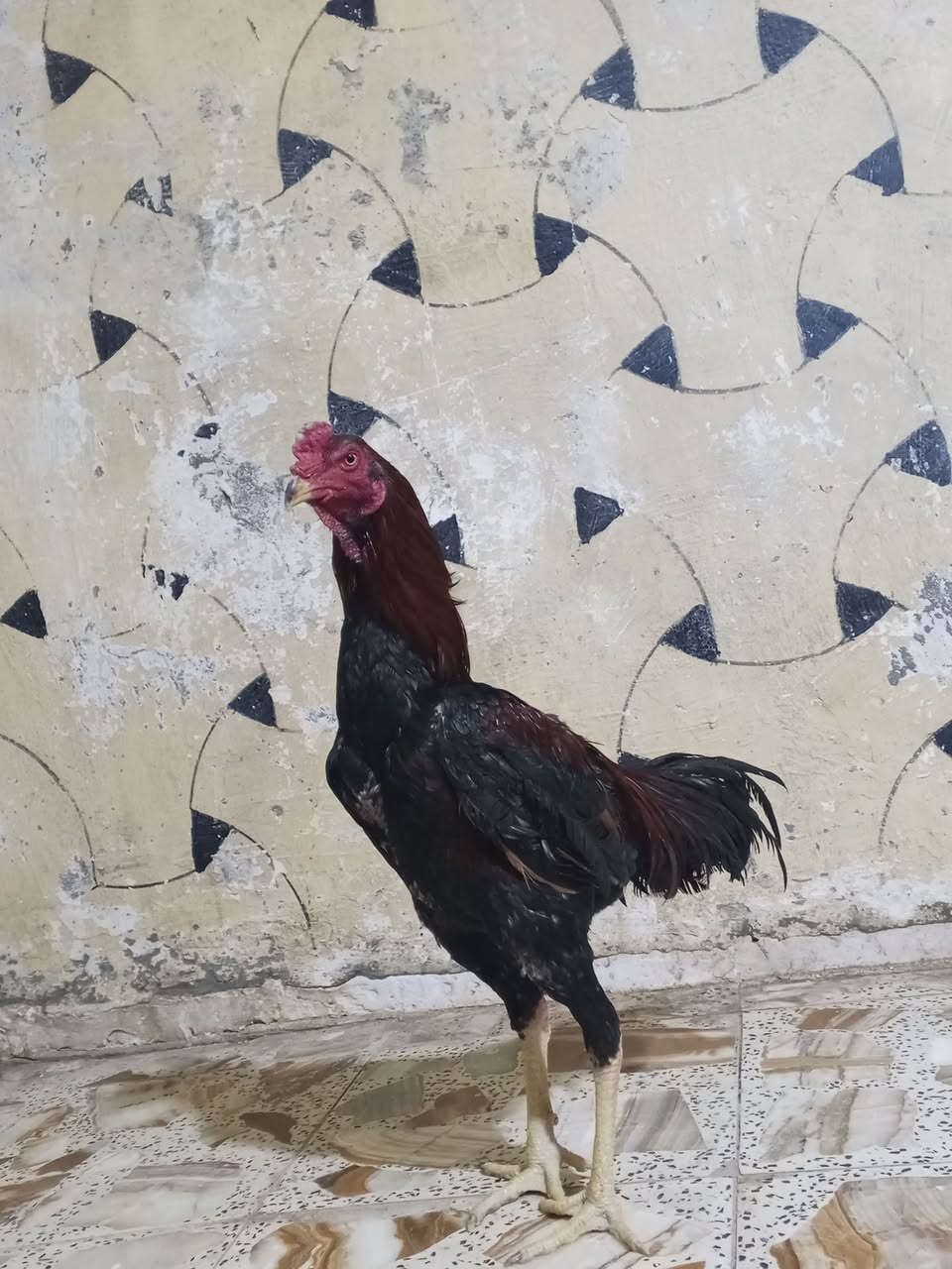 سلام عليكم متاح ديج هراتي ودجاجه هراتيه عمر الديج 10 بغداد نهروان *********** السعر 75
