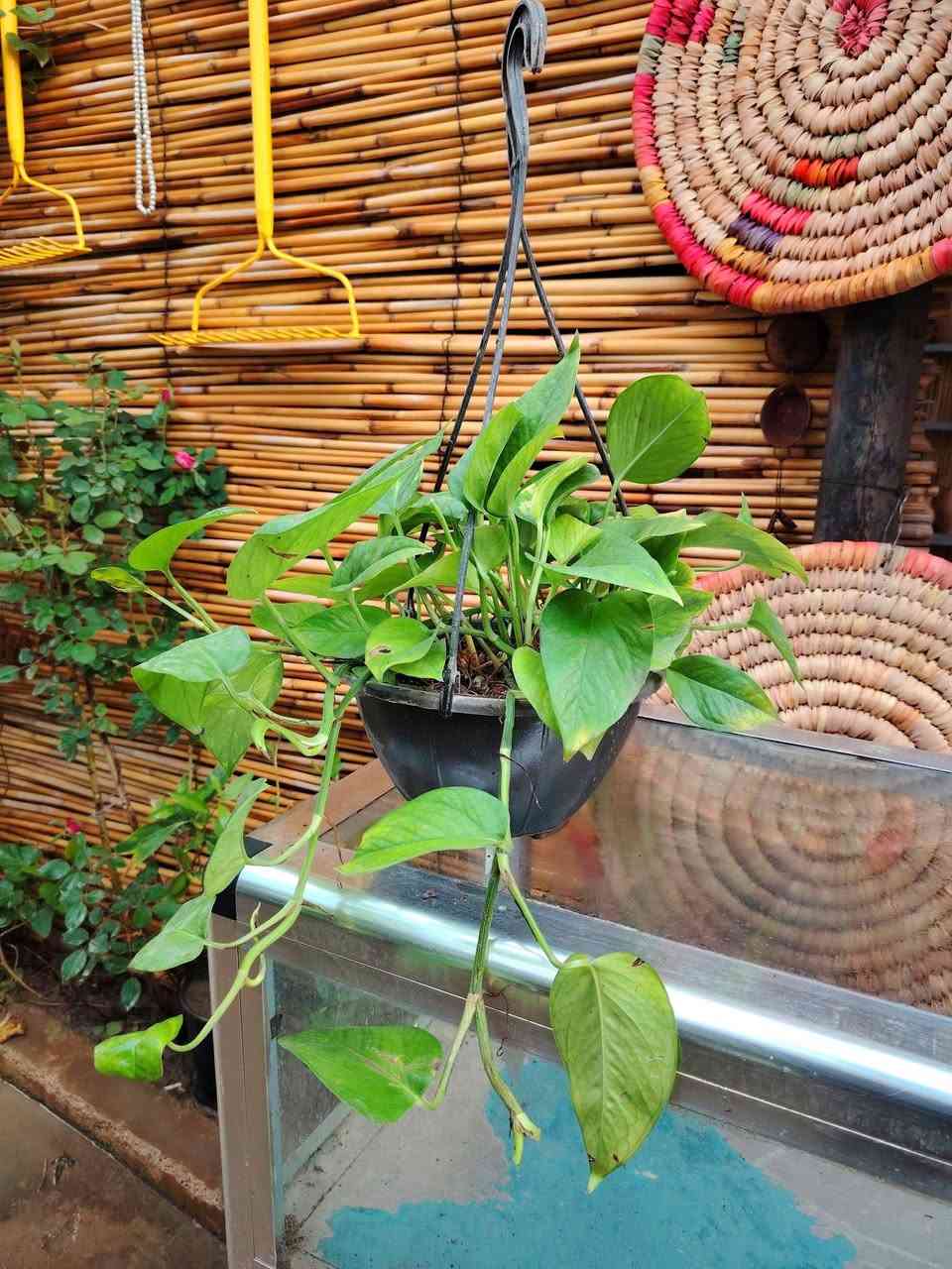 🪴لبلاب متدلي🪴
نبات ضلي داخل البيت، قوي وسريع النمو
يتكاثر عن طريق بالتجذير المائي ♻️
السعر ٧٠٠٠ دينار فقط 💥
للطلب و إلاستفسار الاتصال على الرقم التالي *********** 📲
يوجد توصيل داخل الكوت فقط 🚕
