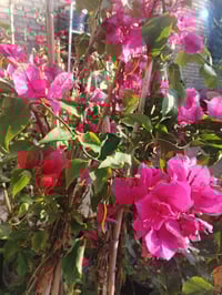 جهنمي قطمر • كوفه شارع عبد العال • توصيل