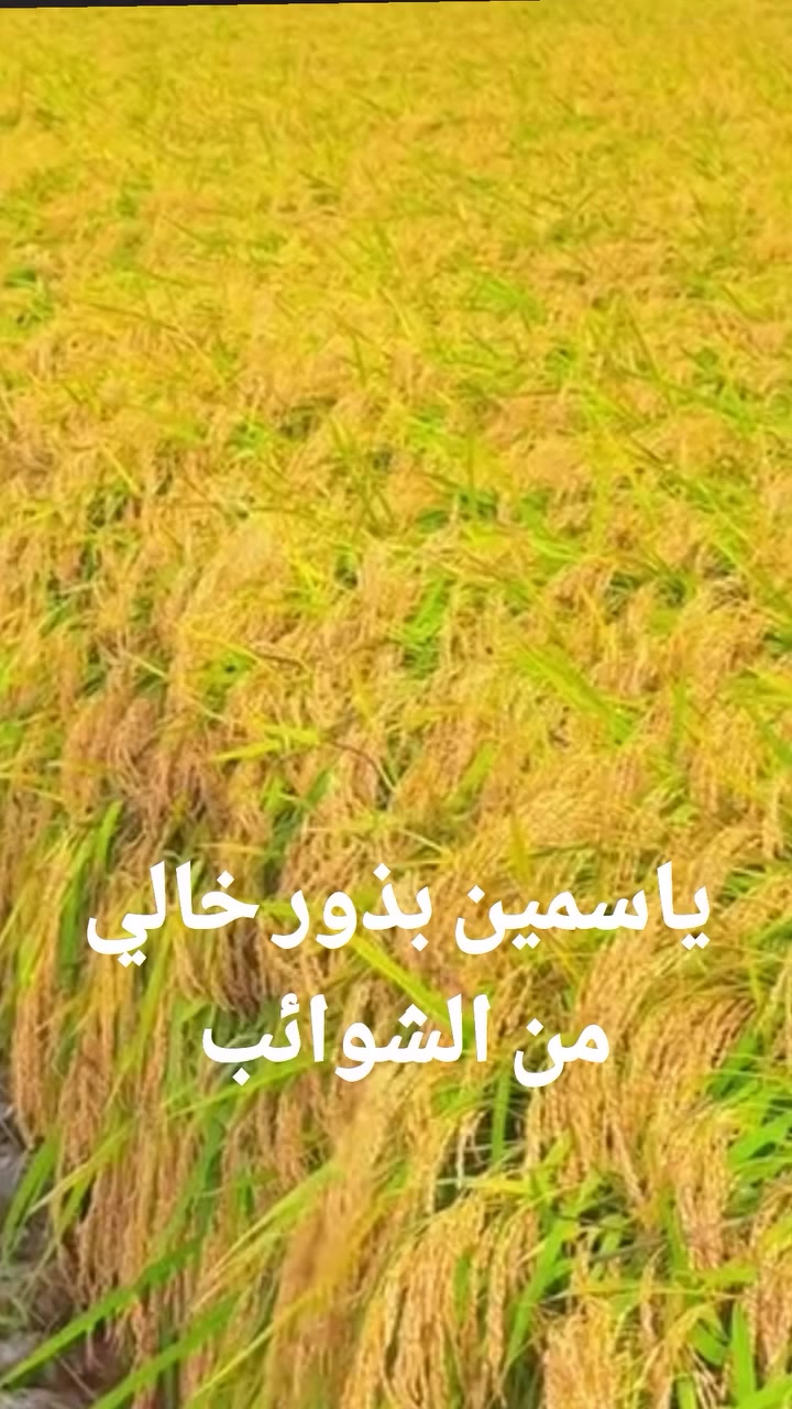 السلام عليكم
يتوفر لدينا بذور شلب ياسمين خالي من جميع الشوائب حبايه غريبه صفر
الستفسار ***********

