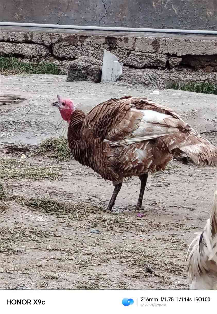 السلام عليكم  يوجد شيش للبيع اللستفسار التصال عل رقم *********** المكان سديرة سفلى
