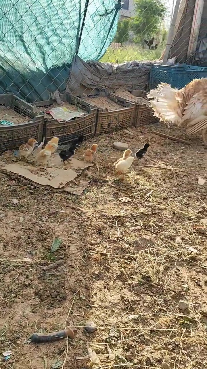 ئەو  قەلە کوردیە   لەگەڵ  15  جوجکەی مریشکا  بۆ فرۆشتن


**إذا كنت صاحب هذا الإعلان وتريد حذفه لأي سبب، رجاءا أرسل رسالة إلى الدعم الفني**
