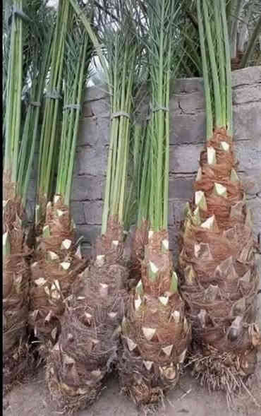 توجد انواع فسائل النخيل وباسعار مناسبة جدا
برحي مكتوم مجهول قرنفلي 

عجوه المدينة طه افندي 

اخت الفحل عوينه ايوب 

شويثي احمر واصفر 

بريم بربن ديري كنطار 

مكاوي خضراوي سلطاني 

جوزي قزمي حمراوي حمره الجبل 

ليلوي بلكه مكاوي خضراوي 

زاملي ابراهيمي اخلاص 

عنبره مشمشي بدعه 

مكاني كوت ***********
