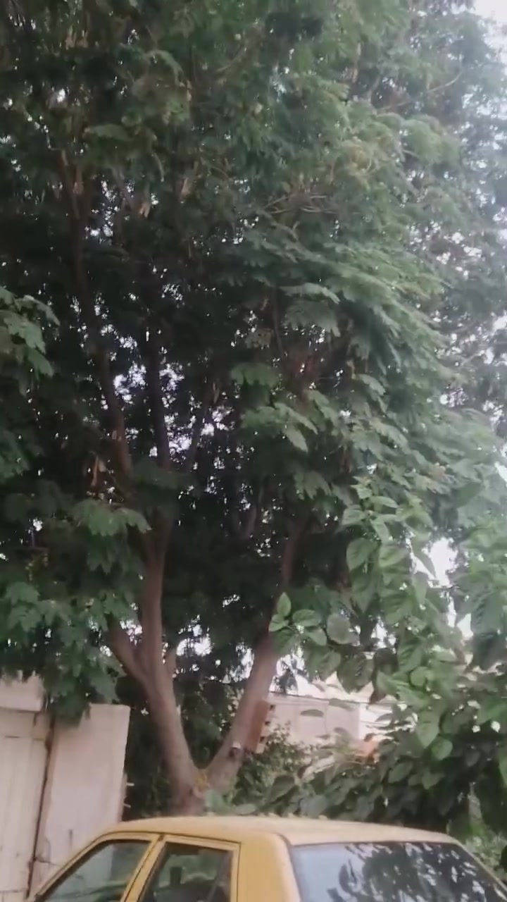 شجرة للبيع في كربلاء الحسينية الجريه *********** بي واتساب
