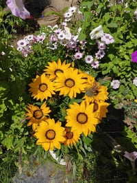 نباتات موسمية • مجاني • جسر ديالى