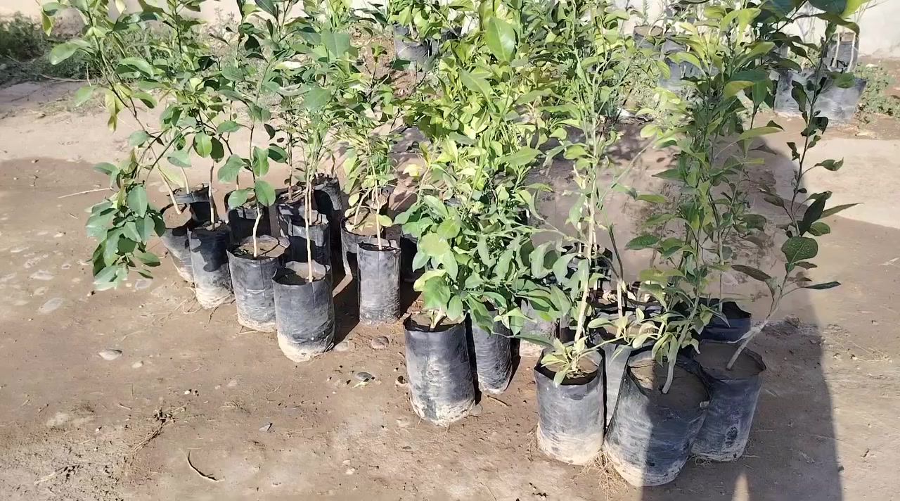 الاخوه الراغبين بزراعة الرارنج.توفر لديناشتل الرارنج كميه800شتله بسعر 1500دينار .. ***********
***********
الشتل من ٧٠ سم الى ٩٠ او اكثر
والي وصوني مسجل الوصاه بس تكمل الكميه اجيبهن وابشروا
