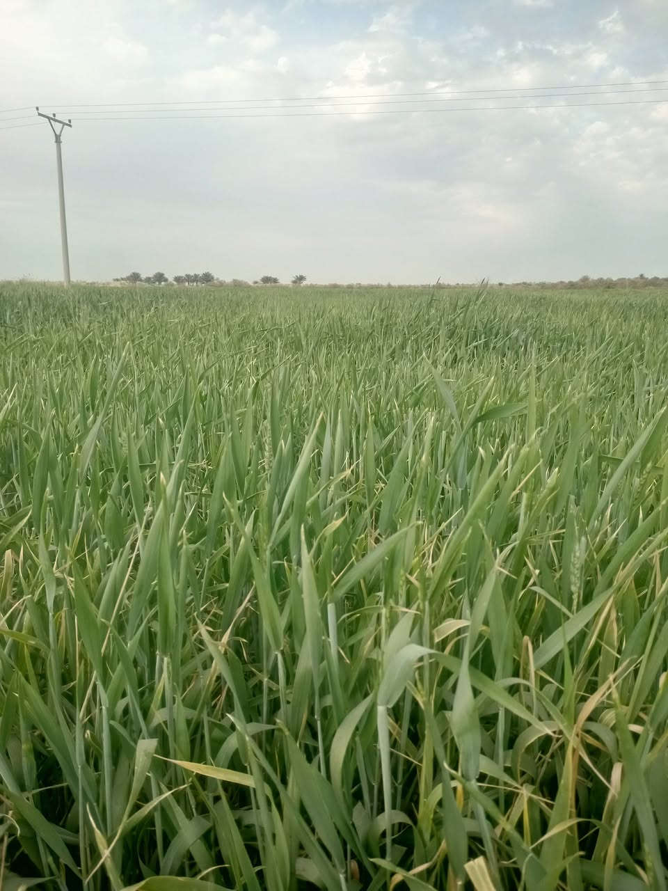 زرع البيع تريد 10دونم تريد 25
الهاشميه منطقة تياس
***********
