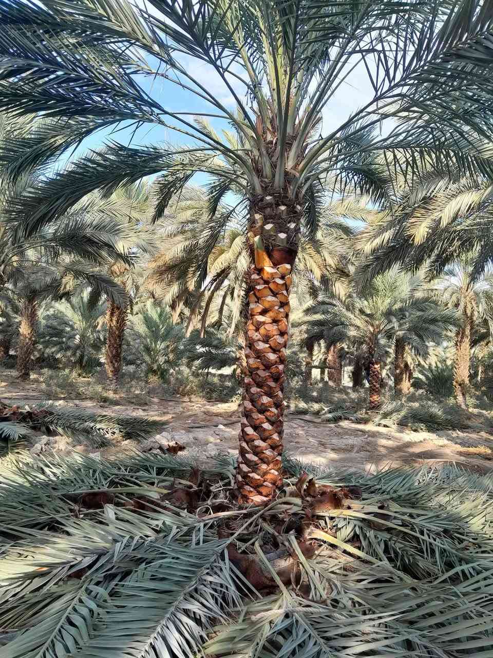 نخيل مثمر للبيع جميع الاطوال متوفره رقم تليفون 0775006415


**إذا كنت صاحب هذا الإعلان وتريد حذفه لأي سبب، رجاءا أرسل رسالة إلى الدعم الفني**