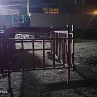 محجر للبيع مال فحل نضافه 100بل 100 السعر ٢٥٠ وبي مجال حق الجيه رقم اله...