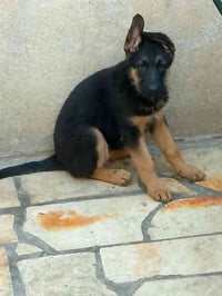 بسم الله انثى شورت هير مستوه ❤️جدآ عالي العمر 3 اشهر لقاح كامل جرع ديد...