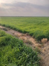 طريق سيد أحمد رفاعي • ٤١ دونم • ماطور ماء