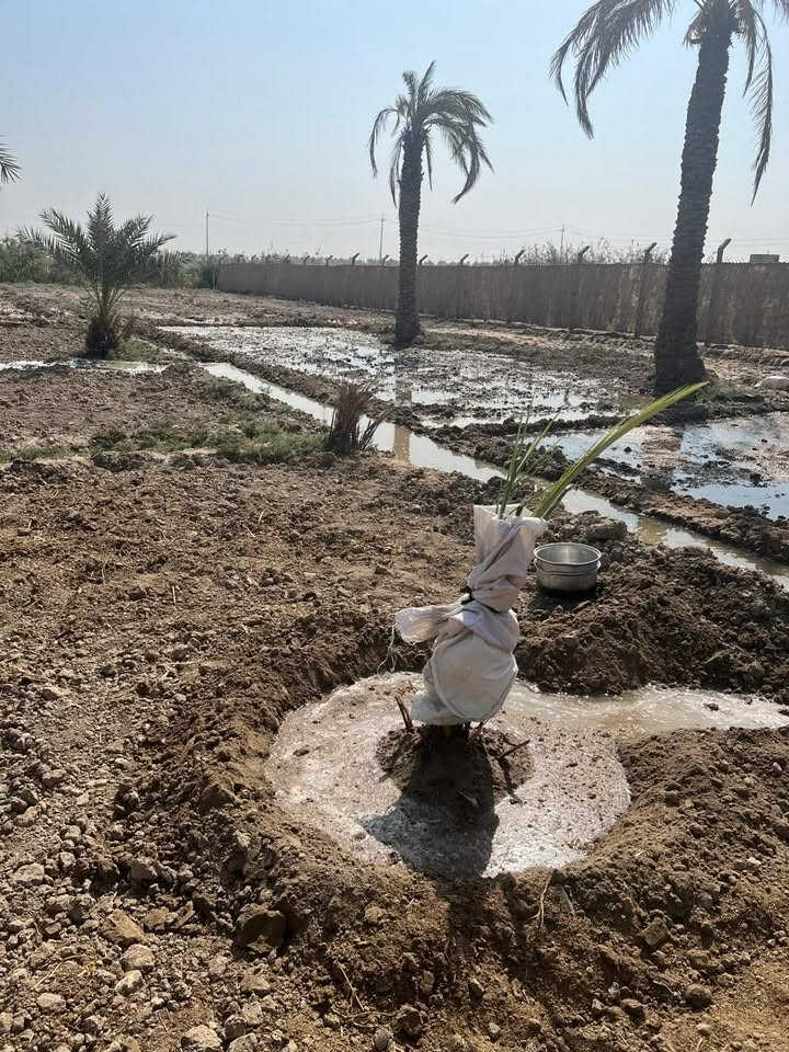السلام عليكم بستان للبيع المساحه 1900 متر يصلح مزرعه ويصلح بيت مسيج بلكامل كهرباء وماء اساله وماء سقي يحتوي على كوخ في الفظليه   قريه الزهراء يبعد عن الشارع العام سوق الشيوخ ناصريه 600 متر   ***********
