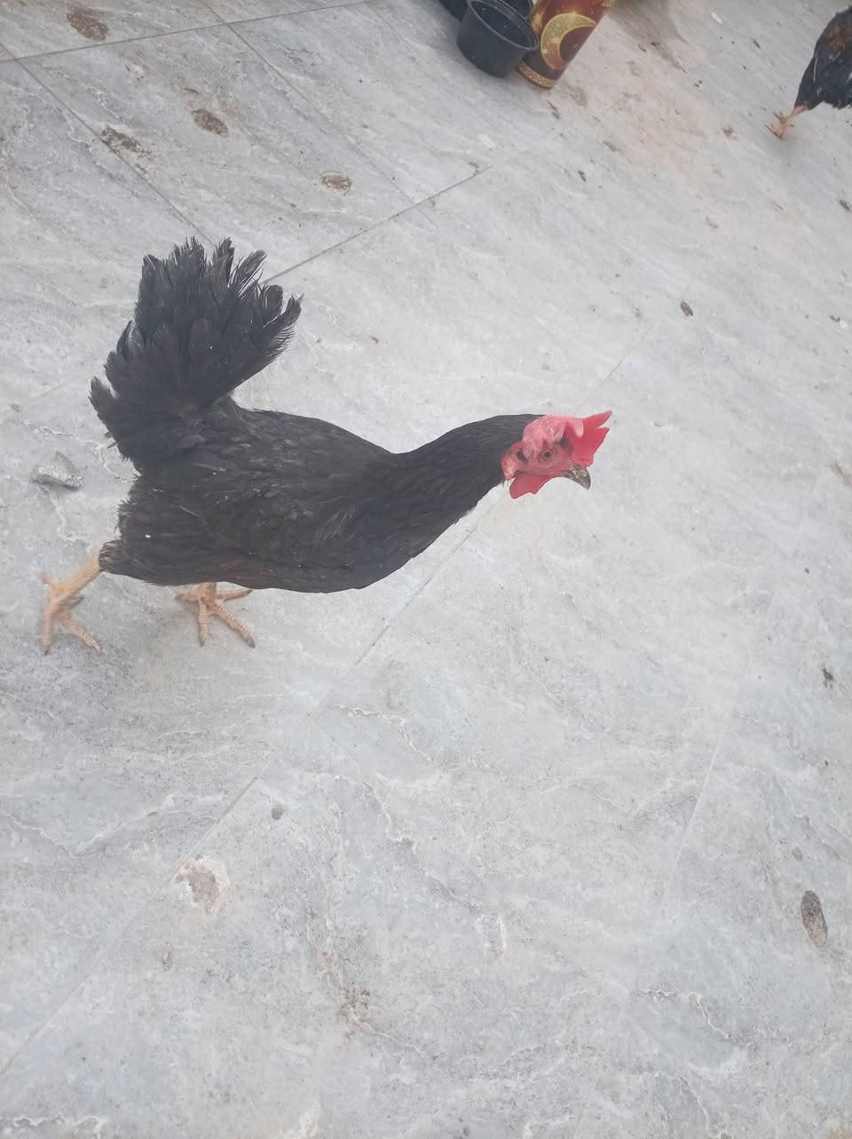 دجاجه وديك للبيع ب35ثنينهن عنوان بهادرية


**إذا كنت صاحب هذا الإعلان وتريد حذفه لأي سبب، رجاءا أرسل رسالة إلى الدعم الفني**