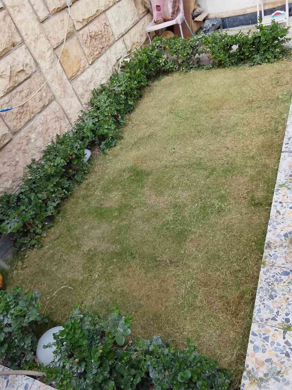 قطع الأشجار وتقليم الحدائق بكاني بغداد حيور ***********
