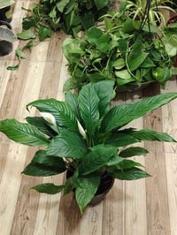 نبات الشراع • مزهر • طوز سايدين