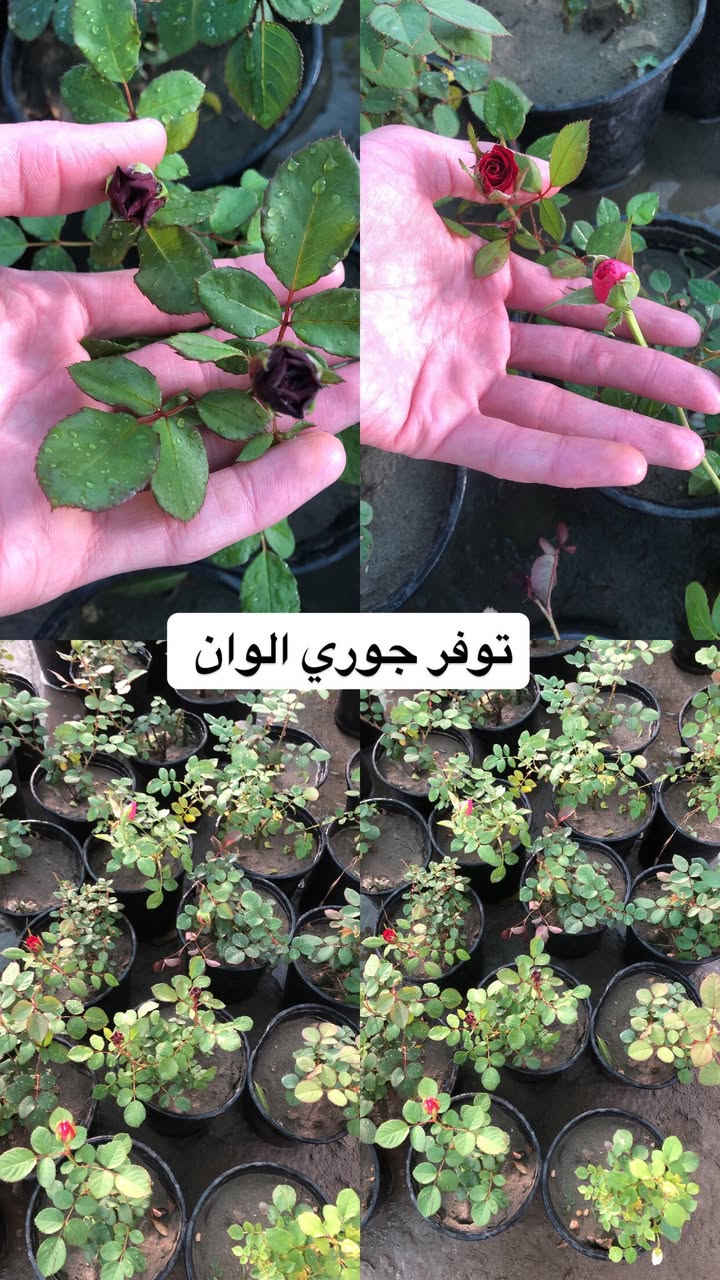 اللهم صلي وسلم على سيدنا محمد وعلى اله وصحبة وسلم تسليما.
توفر عدنا انواع مـٰن  الورود و النباتات المختلفه🤍

العنوان : بغداد /سلمان باك / قرب جامع سعد /شارع الحدادين 🤍

سوينا لكم بيج على برنامج الإنستقرام لكي نجاوب على اسئلتكم المتنوعه 

اسم البيج : بيج مشتل ابو علي الفراجي 

يوزر البيج: l0.33.m

رابط البيج:https://www.instagram.com/l0.33.m?igsh=bGZmMGw4bTN2ODZw

 

مشتل ابو علي الفراجي يرحب بالجميع 🤍


**إذا كنت صاحب هذا الإعلان وتريد حذفه لأي سبب، رجاءا أرسل رسالة إلى الدعم الفني**