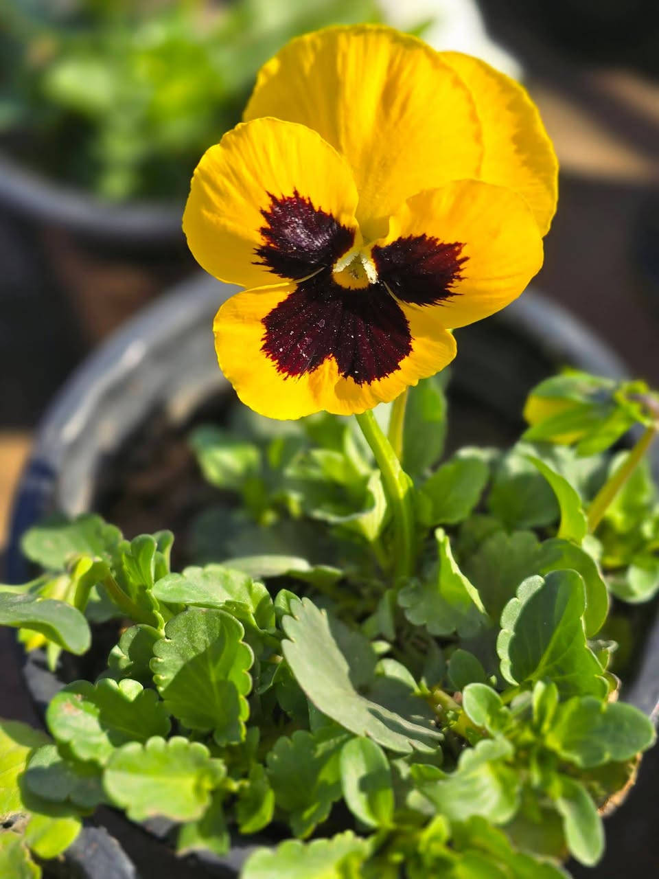 متوفر جميع انواع الورود الموسميه والدائميه 🌹🌷


**إذا كنت صاحب هذا الإعلان وتريد حذفه لأي سبب، رجاءا أرسل رسالة إلى الدعم الفني**