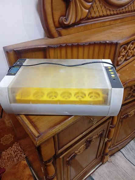 فقاسه للبيع القرنه الشرش شلهة الحسن السعر 65الف 
التصال على صاحب الفقاسه *********** فقط واتساب عنده
