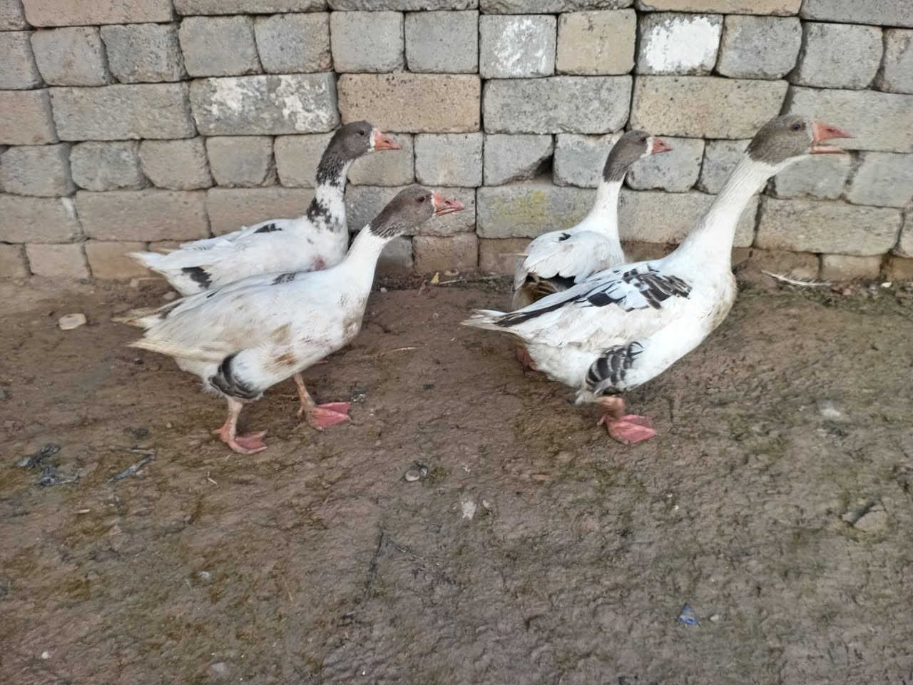 اسلام عليكم 
متاح  قازات للبيع(1 فحل) (وانتايا 3) قازات اسمان انضاف خشنات نصحات يرهم دبح وجنية بيهن فاكا 
مكاني موصل جانب الايمن   
***********
***********
