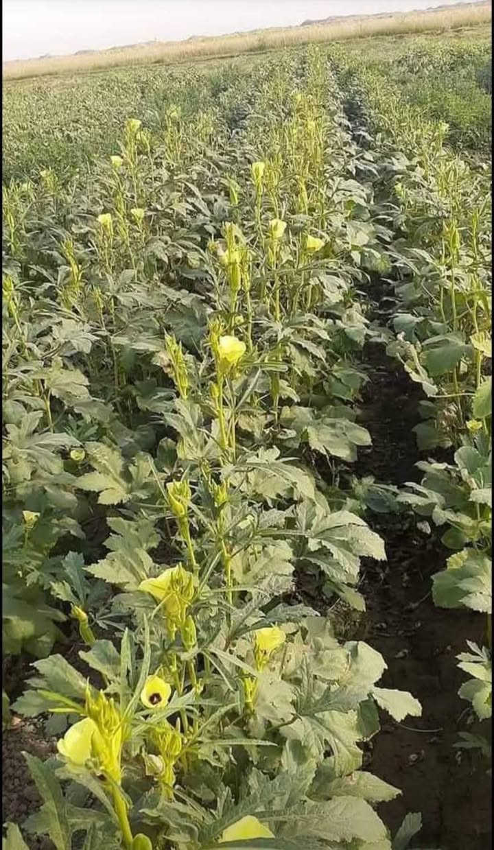 االسلام عليكم ورحمة الله بذور بانيه للبيع متعهد بياها حوي وطلاع خير من الله للتواصل اتصل ***********
