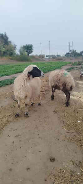 سلام عليكم 
من رخصه الادمن المحترم 
زوج نعاج عشر  على ميلاد  
عشار اربع اشهر واكثر 
شرط على كل عيب  
انعاج سنهن  حلو   

السعر  الزوج   715 الف 

مكاني صلاح الدين بيجي قرب مطعم الزيتون 

***********
