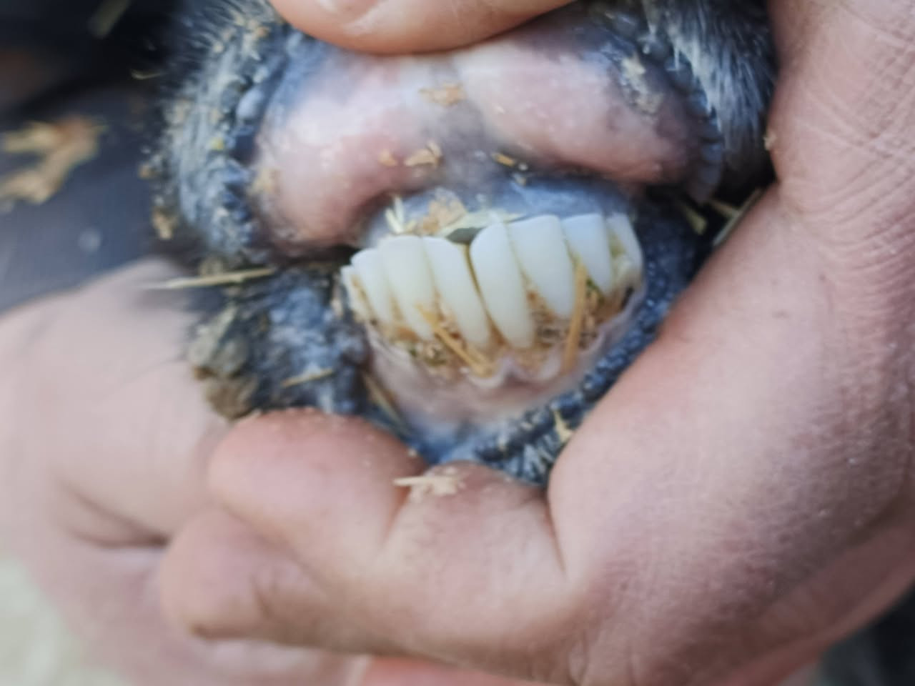 يوجد وراجين عدد 2مالات جنيه شرط نصاحه حانيات شهر ونص سعر 275 الف زوج المكان بيجي حي العصري رقم الهاتف ‏‪***********‬‏
