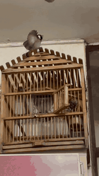 سلام عليكم نثية فايتر جاهزة التزواج مكاني بغداد لبياع نثية شرط االنتاج رقم : ***********
