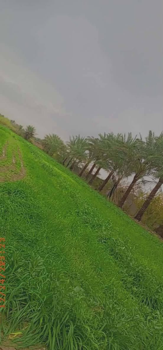 سلام عليكم
يوجد 2 دونم للبيع بستان ملك صرف 
او حسب الطلب يعني تريد دونم 1 هم يرهم 
المكان بعقوبة خلف الصناعيه الثالثة منطقه العثمانية 
الخدمات كامله  ,( تبليط.ماء . كهرباء.مولد سحب ) 
للاتصال ***********......***********
