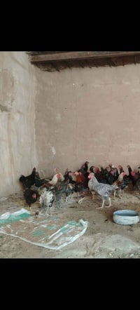 ديج • ديج عرب • ديك عربي • ديوك عربية • دجاج • ديك للبيع • دجاج بلدي •...