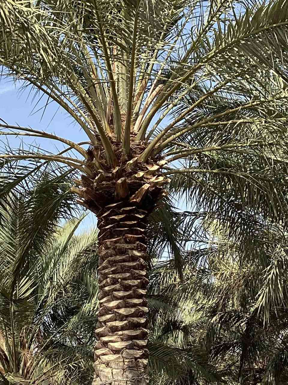 شغل اليوم يوجد تكريب قلع فروخ نخل تجذير نخل دوه نخل أتصل أو تراسل ( ***********)
