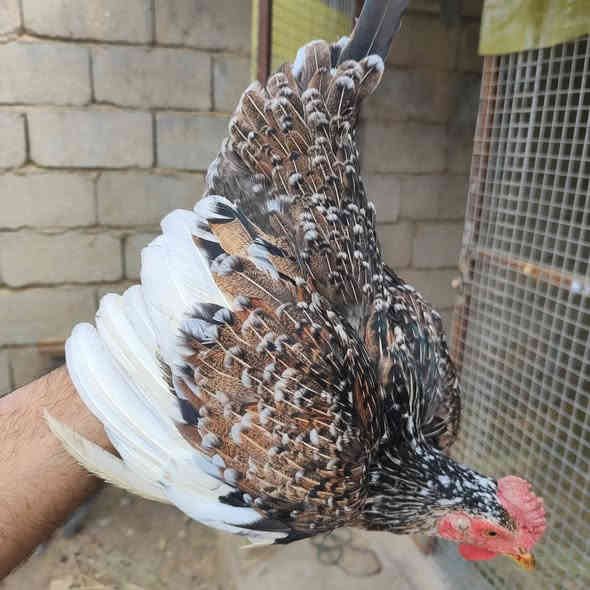 سلام عليكم متاح دجاج عرب اصلي العراقي رس القديم  
سيت شمسي ديج وثنين دجاجات  عرف سيافي  
+ زوج دجاجات ورد باكلة حلال شرط صحه ونضافة ولبيض مكاني العمارة ماجدية توصيل موجود حسب التفاق  
***********
