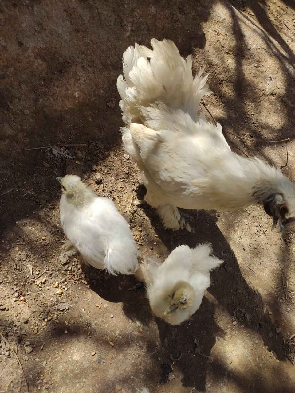 السلام عليكم 
دجاج سلكي🐓
 وكتاكيت 🐥و فروج للبيع 
سلكي ابيض اللون او يصيحوله قطني 
دجاج لحم ازرك او اسود يصيحوله 
دجاج صحه ونشاط فول خالي من الامراض 
مكاني نجف الاشرف الكوفه
 للتواصل خاص او الاتصال على الرقم ***********
