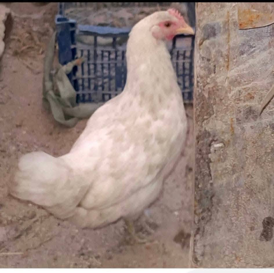 دجاج عرب بياض وكرك 
 متوفر حالياً 3 دجاج عرب بياض (صحة ونظافة توب)، ملقح وكامل وجاهز للإنتاج. مع افراخ عمر شهر هدية وياهن
​🌟 النوع: دجاج عرب بياض أصلي.
​🩺 الصحة: دجاج نشط، معتنى بيه بأفضل أنواع العلف واللقاحات الدورية.
​💰 السعر: 30 ألف دينار فقط للدجاجة وبيها مجال للشراي
مكاني بغداد


**إذا كنت صاحب هذا الإعلان وتريد حذفه لأي سبب، رجاءا أرسل رسالة إلى الدعم الفني**