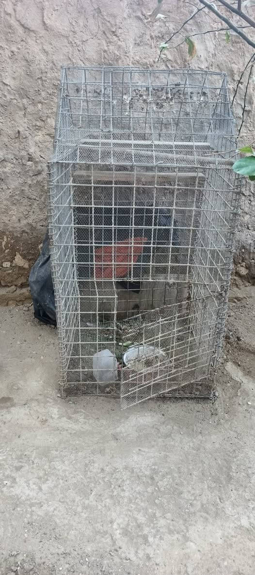 متاح اقفاص يرهمن كلشي للبيع السعر اثنينهن 40 وبيهن مجال(***********)
