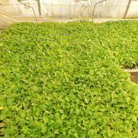 دلايات ستاير • اكسسوارات ستاير • ديكور منزلي