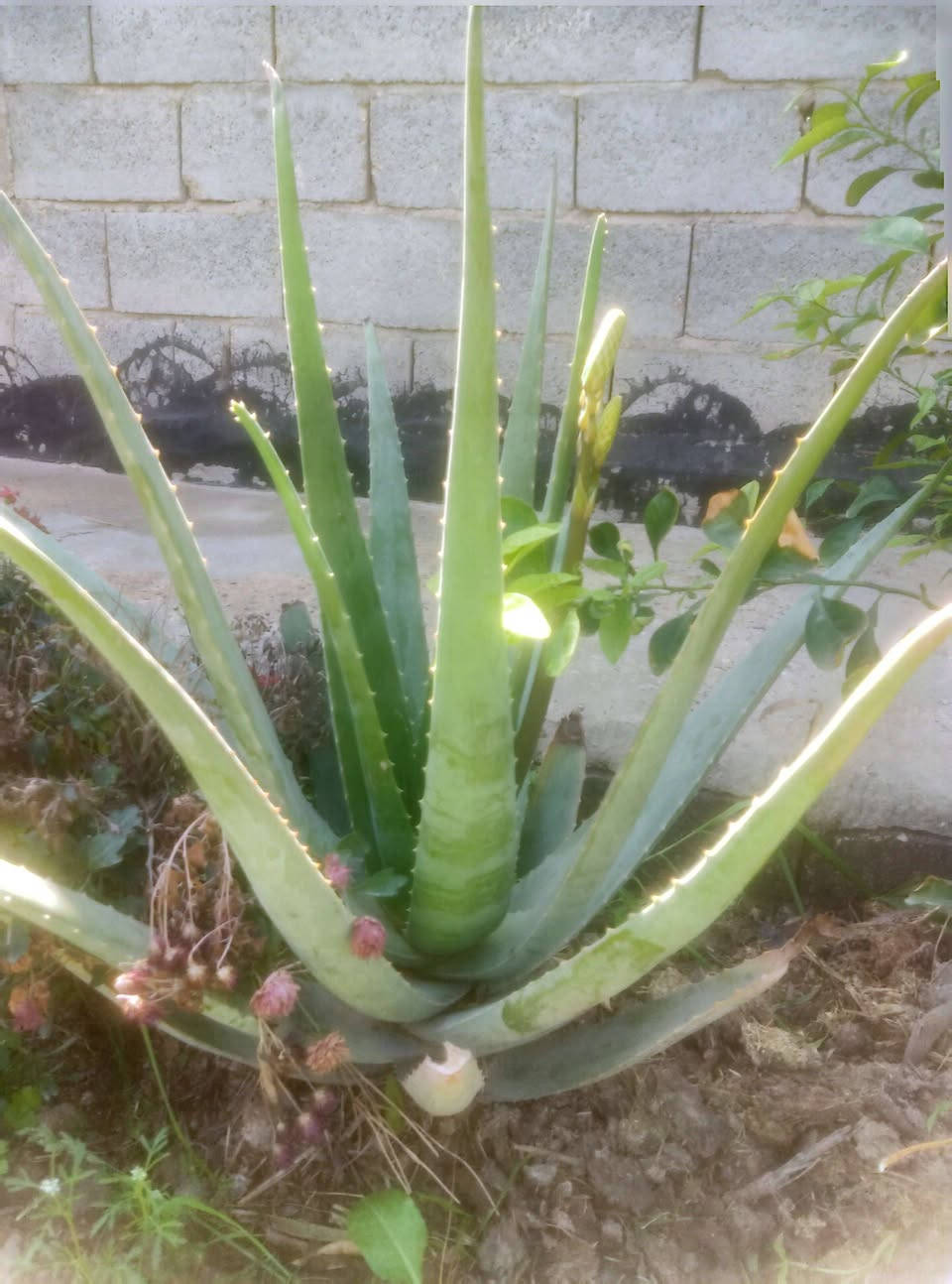 من رخصة الادمن للبيع صبار الافيرا كل الاحجام متوفره شتلات ورقهن متروس بالفيتامينا صحاوه فول طول الورقه نص متر مثل الي بالصوره كربلاء طويريج السياحي توصيل الكبار 10 الف ***********
