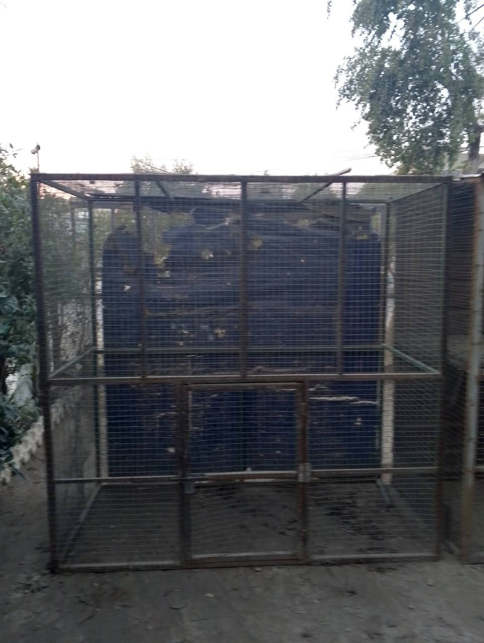 السلام عليكم حبايبي. قفوصه حديد للبيع مكان بغداد السيديه قرب تقاطع درويش السعر 100 وبي مجال راقم ***********بي واستاب
