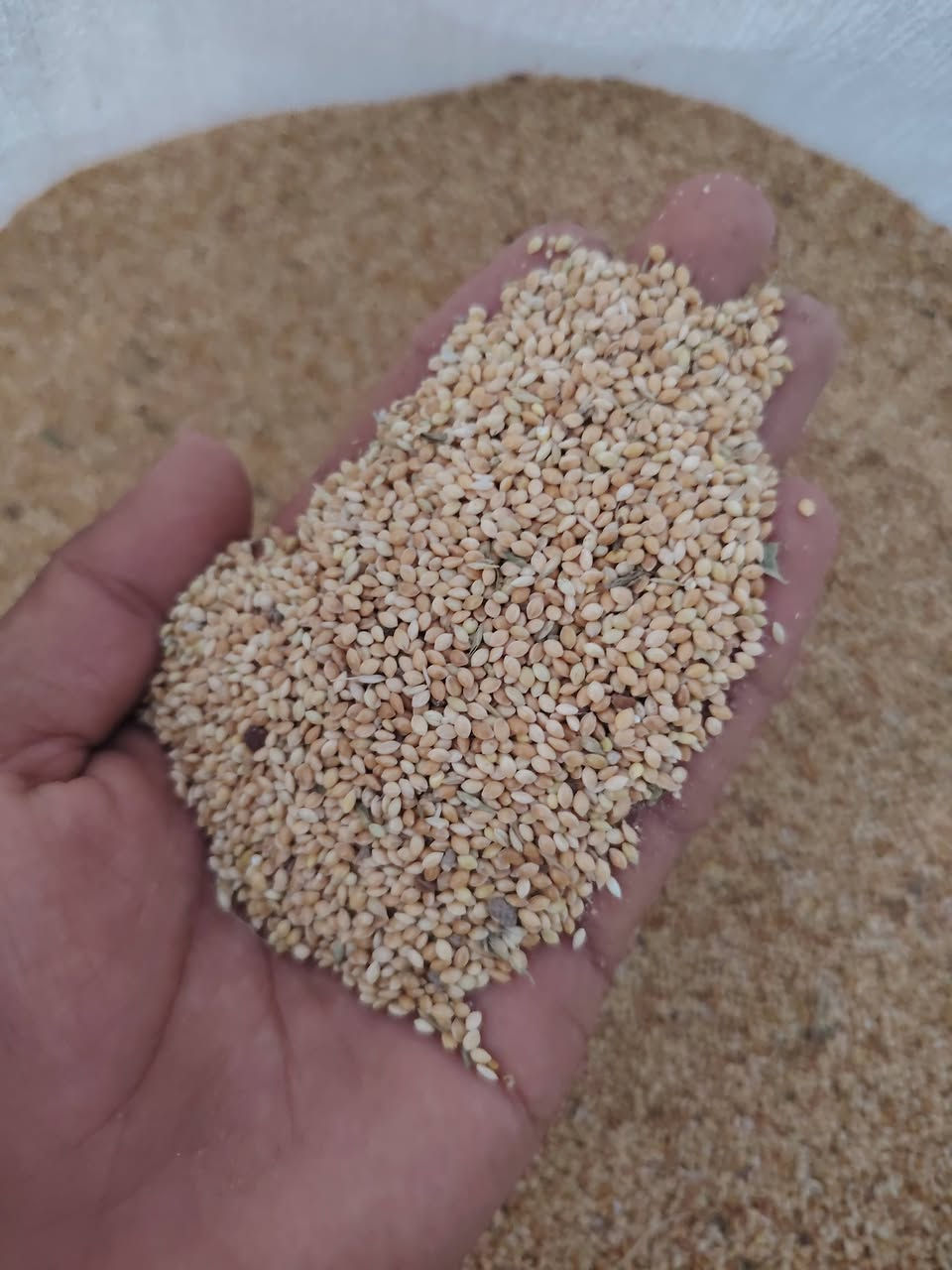 دخن عراقي كميه بيهن 3طن ونص تقريباً وذابله كيمياوي حبايه جبيره وراويه مكاني حمزه غربي قرب معمل سكر *********** اتصال فقط
